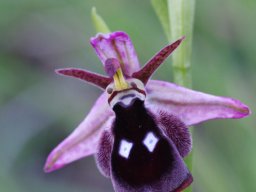 Ophrys_reinholdii_Mont_Attavyros_3